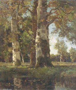 Beuken Stammen - Sunlit Beeches By A Pond