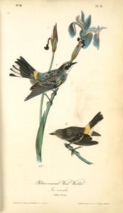Yellow-crowned Wood-warbler, 1. Male, 2. Young. (iris Versicolor) — John James Audubon