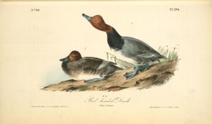 Red-headed Duck. 1. Male. 2. Female — John James Audubon