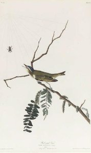 Prairie Warbler — Robert Havell