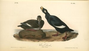 Velvet Duck. 1. Male. 2. Female — John James Audubon