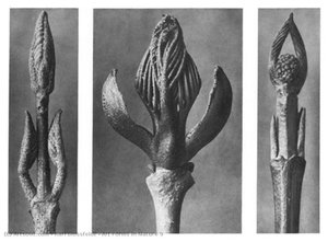 Art Forms in Nature 9