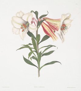 Lilium Japonicum — Robert Havell