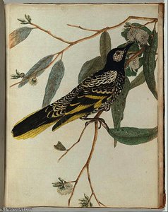 Warty Face Honeysucker — John William Lewin