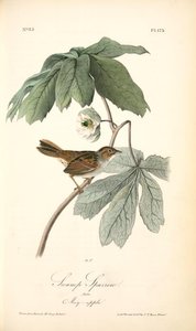 Swamp Sparrow. Male. (may-apple.) — John James Audubon