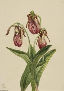 Moccasin Flower (cypripedium Acaule) — Mary Vaux Walcott