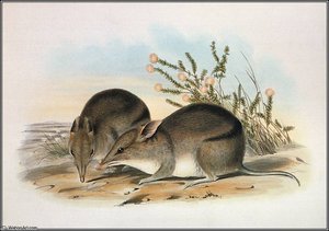 Western Barred Bandicoot — John Gould