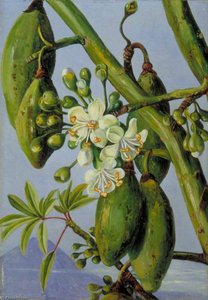 Young Leaves And Flowers, And Fruit Of Cotton Tree — Marianne North