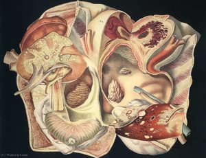 Untitled (982) — Frederick Sommer