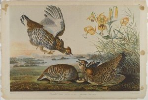 Pinnated Grous — John James Audubon