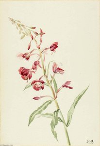 Fireweed (epilobium Angustifolium) — Mary Morris Vaux Walcott