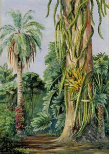 Scene In Dr Lund's Garden At Lagoa Santa, Brazil — Marianne North, Marianne North Gallery