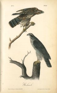 Goshawk — John James Audubon