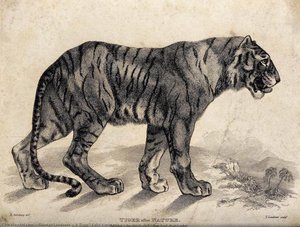 A Tiger (felis Tigris) — Thomas Landseer