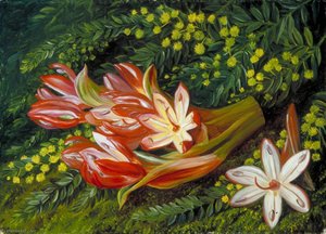 Australian Spear Lily And An Acacia — Marianne North