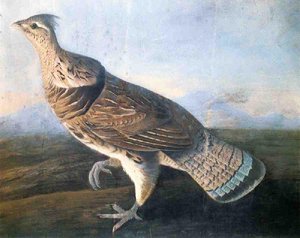 Ruffed Grouse — John James Audubon