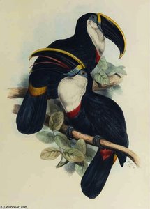Culmenated Toucan — Edward Lear