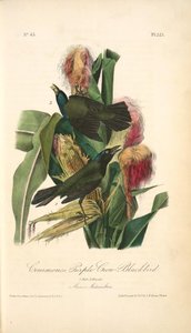 Common Purple Crow-blackbird. 1. Male. 2. Female. (maize Or Indian Corn — John James Audubon