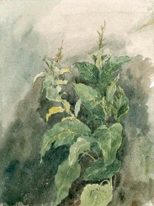 Study Of Foliage 1 — David Cox