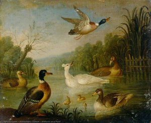 Mallards On A Pond — Marmaduke Cradock