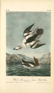 White Merganser Smew. White Nun. 1. Male. 2. Female — John James Audubon