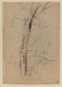 Study Of A Tree — David Cox