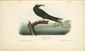 Noddy Tern. Male — John James Audubon