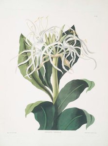 Pancratium Specidsum — Robert Havell