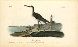 Greenshank. Male — John James Audubon