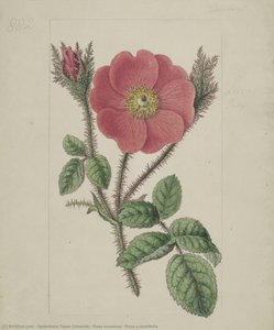 Rosa muscosa. [Rosa x centifolia