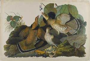 Ruffed Grouse 1 — John James Audubon