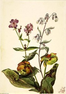 Meadow Beauty (rhexia Virginica), Rattlesnake Roat (nabalus Albus), Pitcherplant (sarracenia Purpurea) — Mary Vaux Walcott