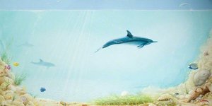 Dolphin Mural — Sarah Hocombe