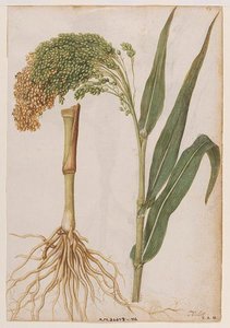 Millet — Jacques Le Moyne De Morgues