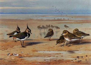 Lapwing And Golden Plover — Archibald Thorburn