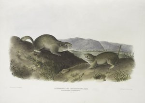 Spermophilus Richardsonii, Richardson's Spermophile. Natural Size — John James Audubon