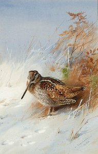 A Woodcock In Winter — Archibald Thorburn