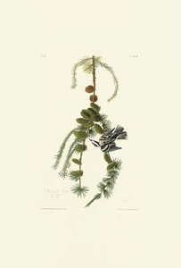 Black And White Creeper — Robert Havell