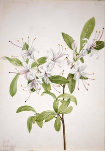 Sweet Azalea (azalea Arborescens) — Mary Vaux Walcott, Botanical Illustration