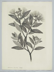 Metrosideros Excelsa Banks & Solander Ex Gaertner — Sydney Parkinson
