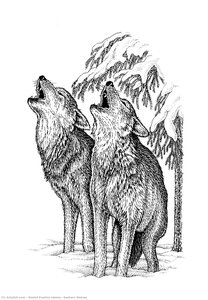 Eastern Wolves — Roelof Evertsz Idema