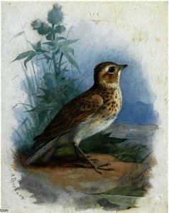 Skylark; Sand Martin; Wood Lark — Archibald Thorburn