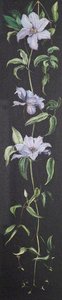 Plant With Pale Purple Flowers On A Black Background — Marianne North