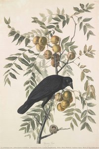 American Crow. Corvus Americanus. Male. Black Walnut. Inglans Nigra. Nest Of The Ruby-throated Humming Bird — John James Audubon