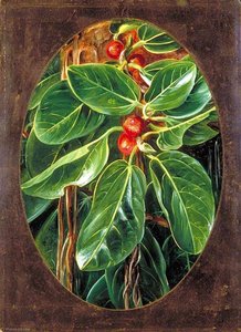 Foliage And Fruit Of The Banyan — Marianne North