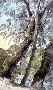 Trees Overhanging Water,