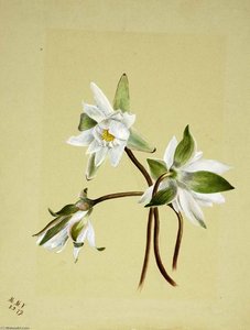 Water Lilies (castalia Odorata) — Mary Morris Vaux Walcott