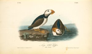 Large-billed Puffin. 1. Male. 2 Female — John James Audubon