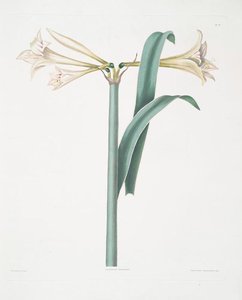 Amaryllis Harrisoni — Robert Havell
