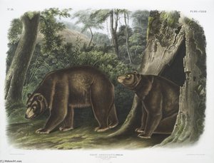 Ursus Americanus, Var. Cinnamonum, Cinnamon Bear. Male ^ Female — John James Audubon